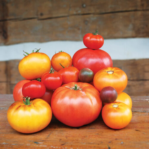 Best Tomato Varieties to Grow This Year